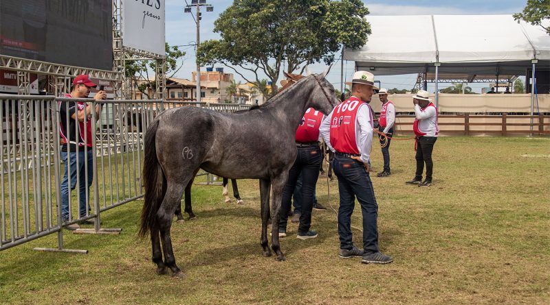 Expo Brasileira do Criador de Mangalarga Marchador é sucesso em Macaé