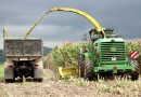 Macaé lidera produção de milho no Estado do Rio de Janeiro Macaé lidera produção de milho no Estado do Rio de Janeiro