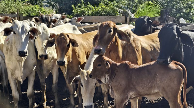 Programa ‘Macaé Reproduza+’ ultrapassa marca de 6 mil vacas inseminadas e fortalece pecuária do município Programa ‘Macaé Reproduza+’ ultrapassa marca de 6 mil vacas inseminadas e fortalece pecuária do município