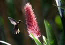 Dia Internacional da Fotografia é celebrado com a exposição: ‘Flores, Folhas e Frutos’ em Macaé Dia Internacional da Fotografia é celebrado com a exposição: ‘Flores, Folhas e Frutos’ em Macaé