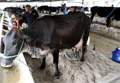 Concurso Leiteiro do Quissamã Agro Fest promove valorização dos produtores locais